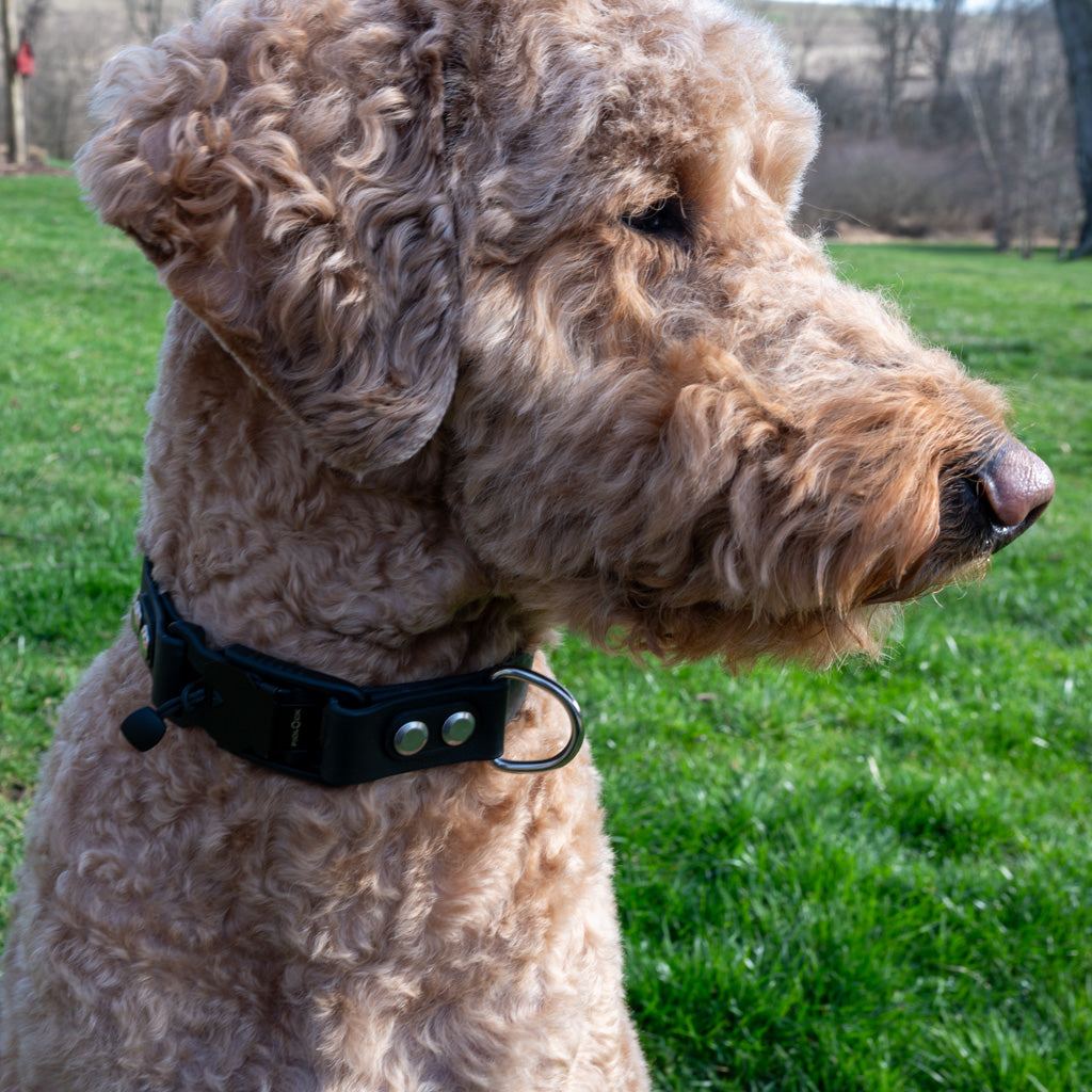 Black Classic Collar