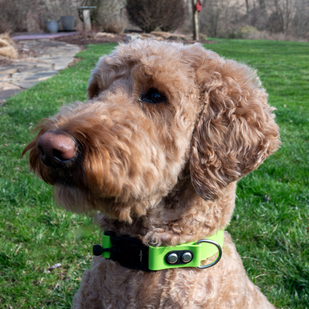 Lime Classic Collar
