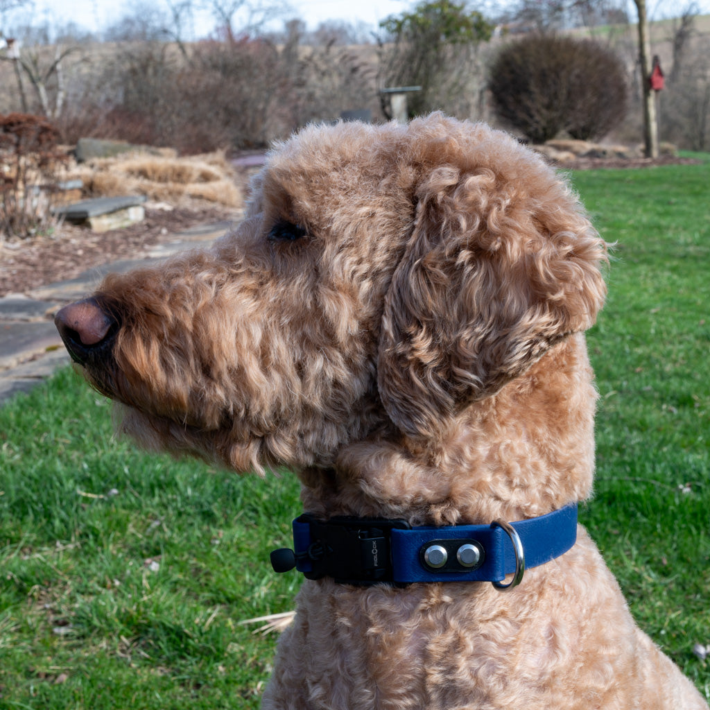 Navy Blue Classic Collar