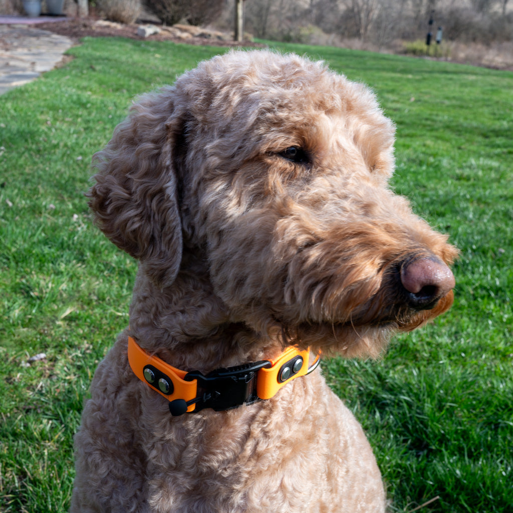 Tangerine Classic Collar