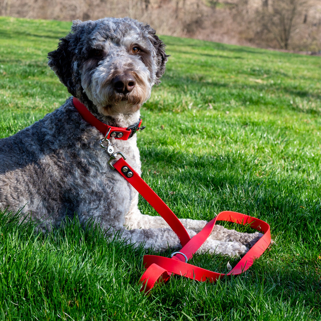 Red Classic Leash