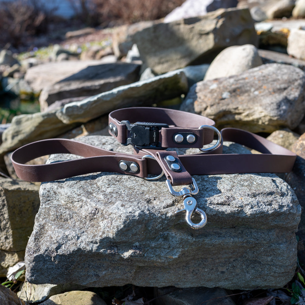 Brown Classic Collar
