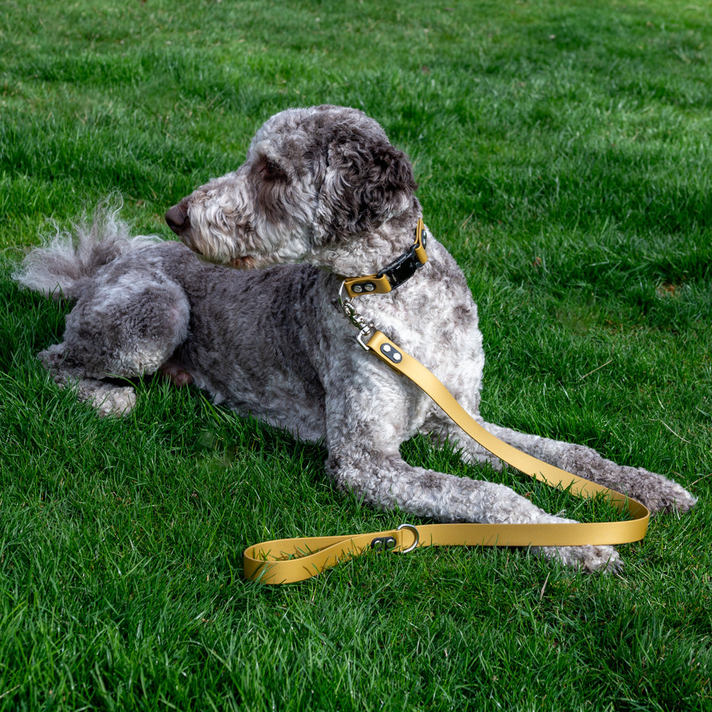 Gold Classic Leash