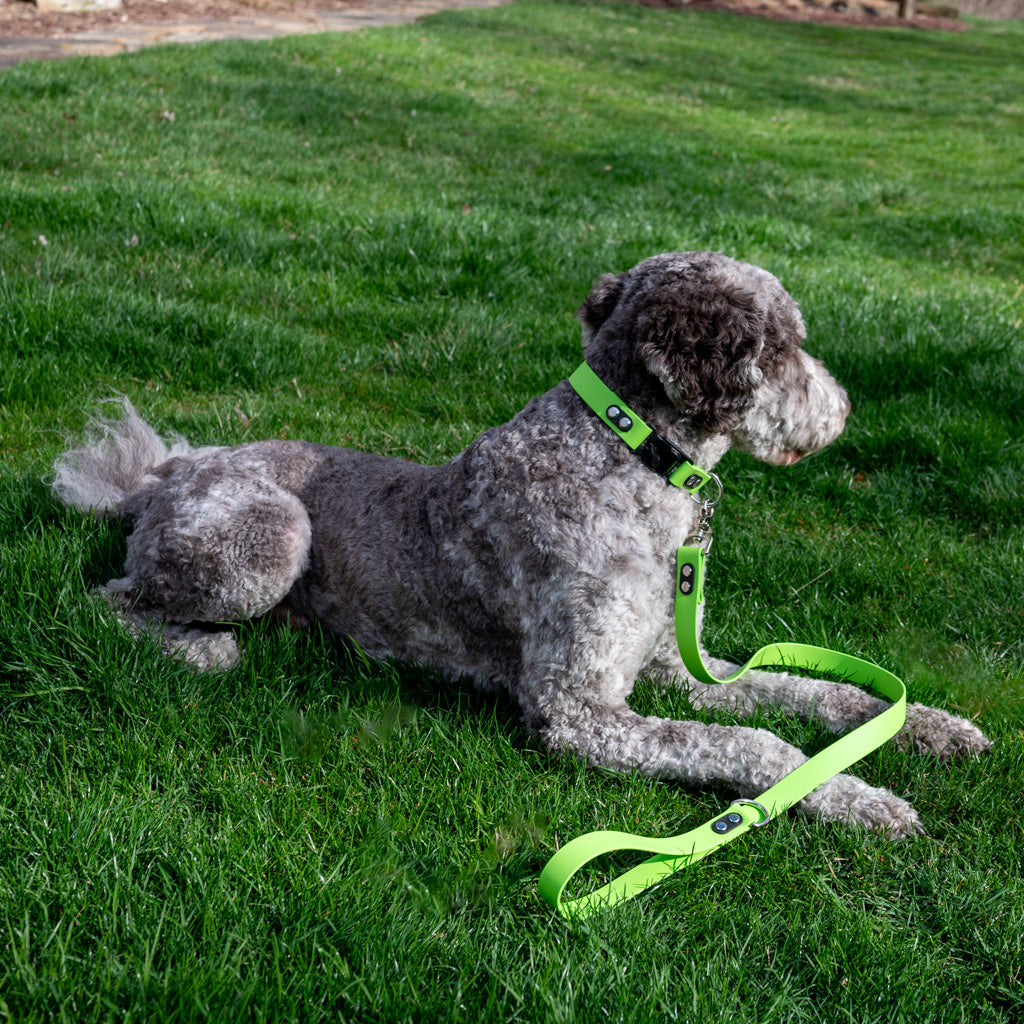 Lime Classic Collar