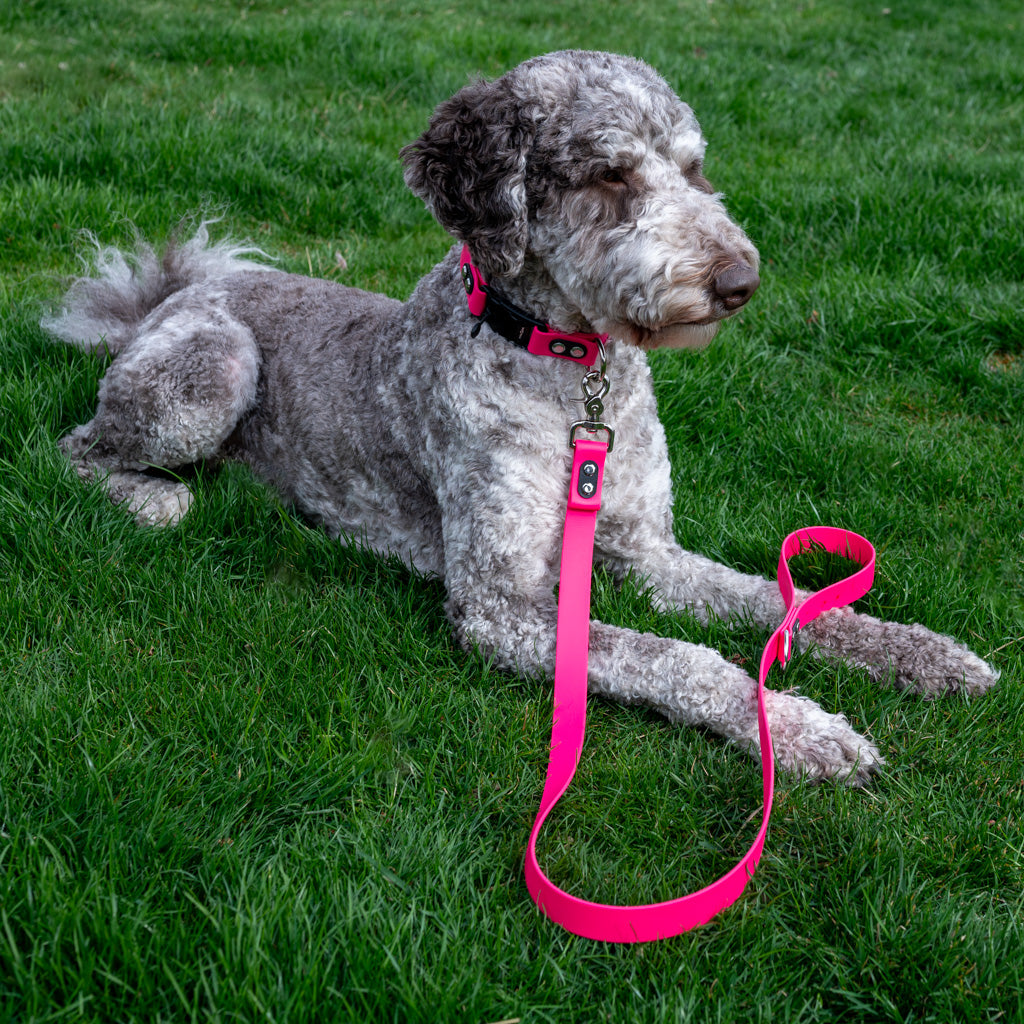 Pink Classic Collar
