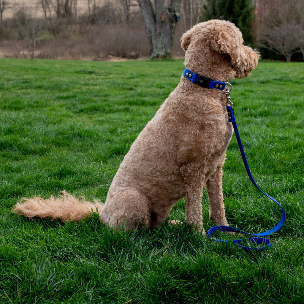 Royal Blue Classic Leash