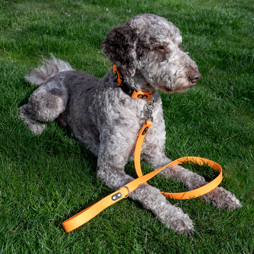 Tangerine Classic Collar