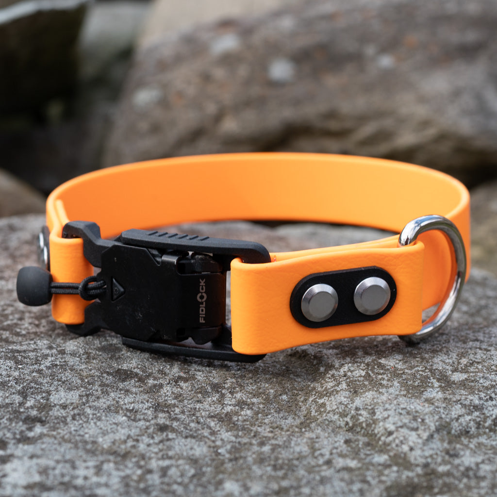 Tangerine Classic Collar